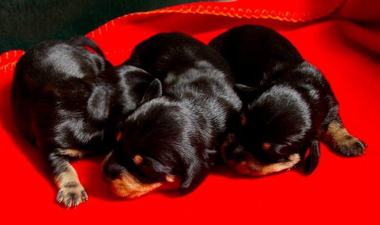 De black and tan puppies